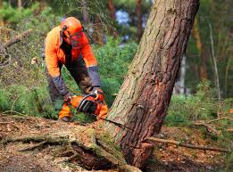 Best Utility Line Clearance  in Polk City, FL